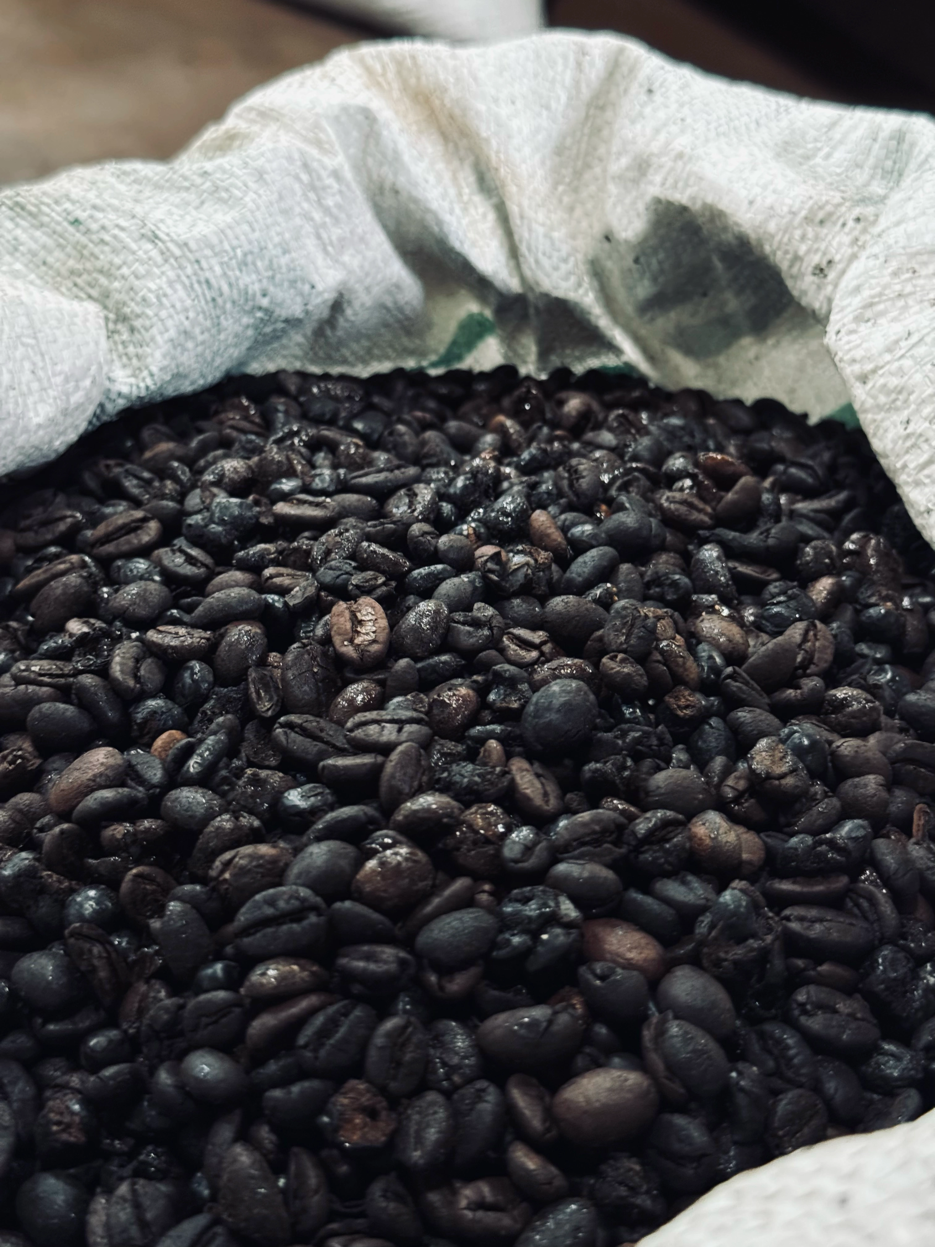 Perkebunan Kopi Koto Tuo