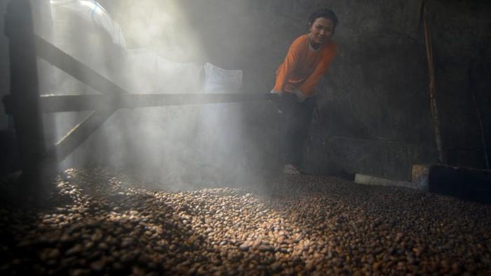 Panen Ceri Kopi Pilihan